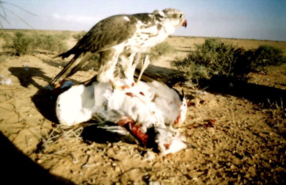 اكل الصقور حمام وبط بري - 2