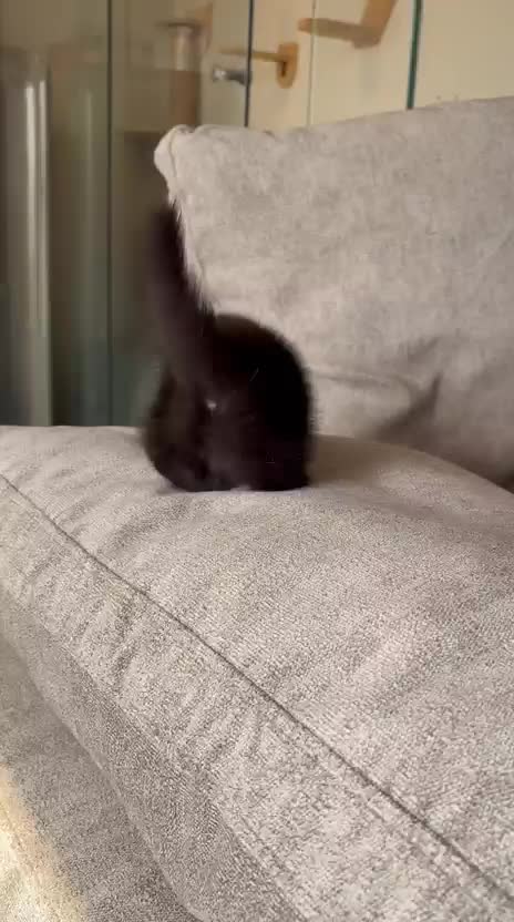 black munchkin  - 2