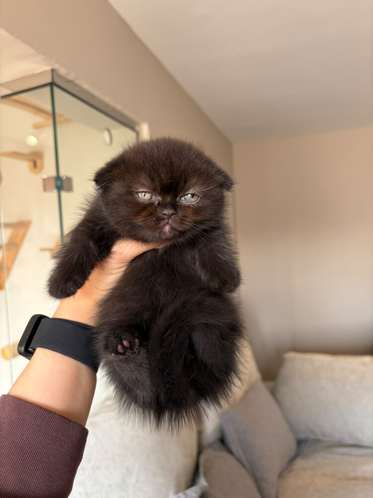 black munchkin  - 1