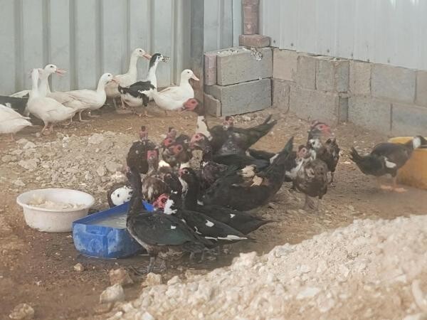 Duck for sale - 1