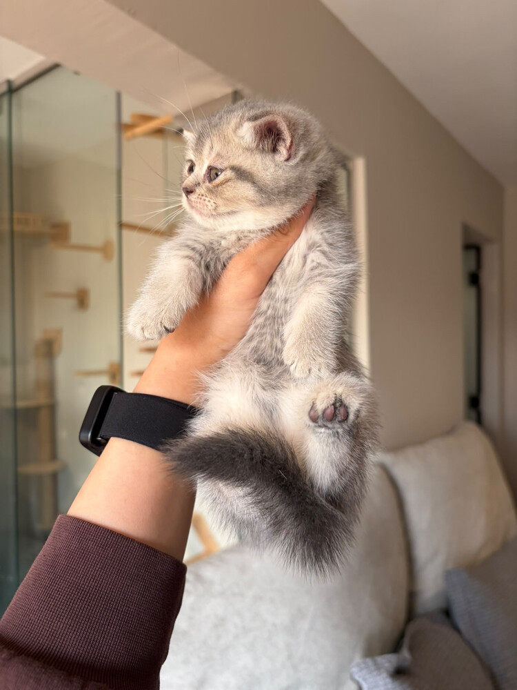 female munchkin - 1