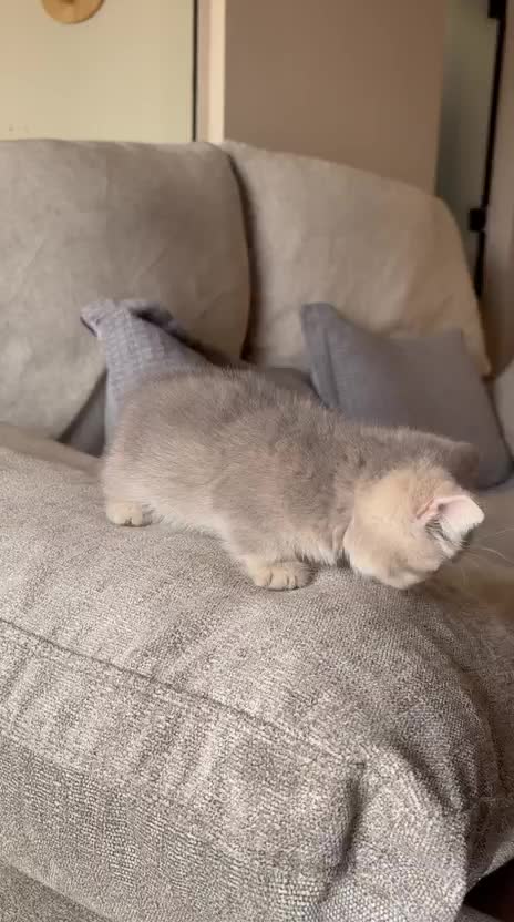 female munchkin - 2