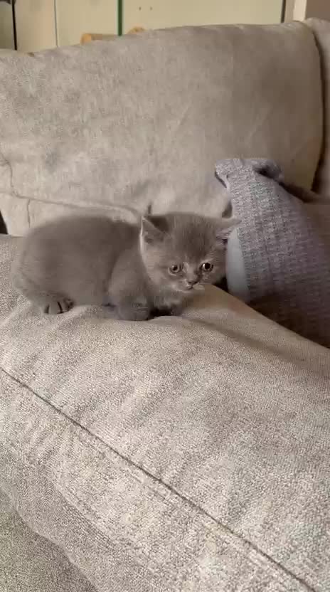 gray munchkin - 2