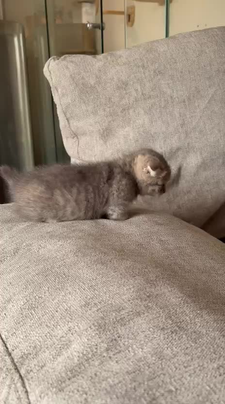 female munchkin  - 2