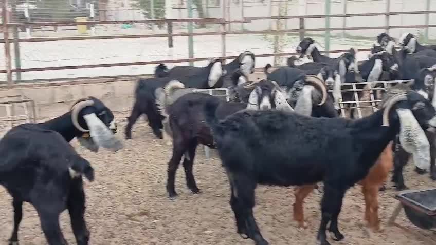 للبيع معزا عوارض - 1