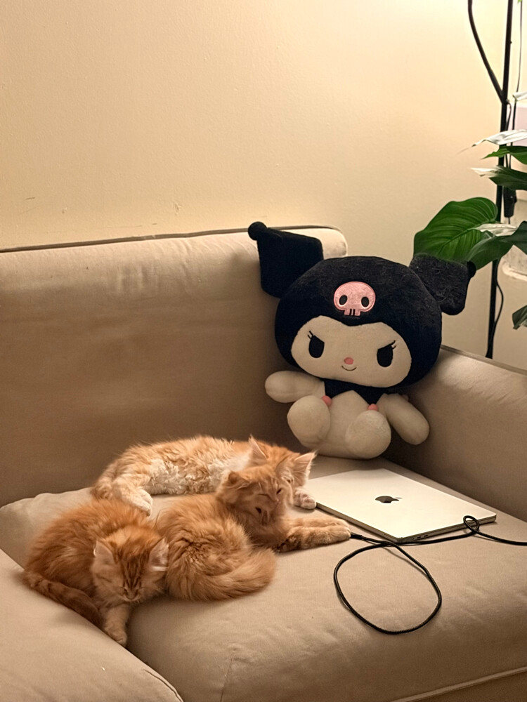 Persian orange Kittens for Sale - 2