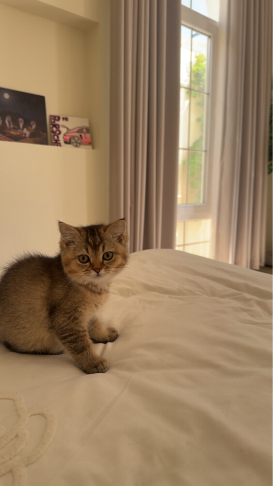 lulu - 1