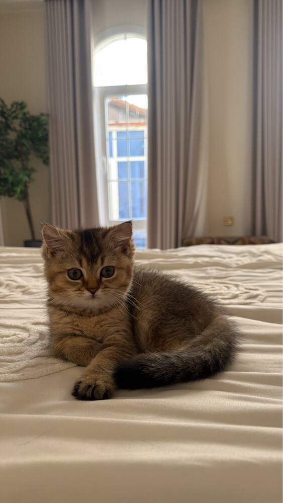 lulu - 3
