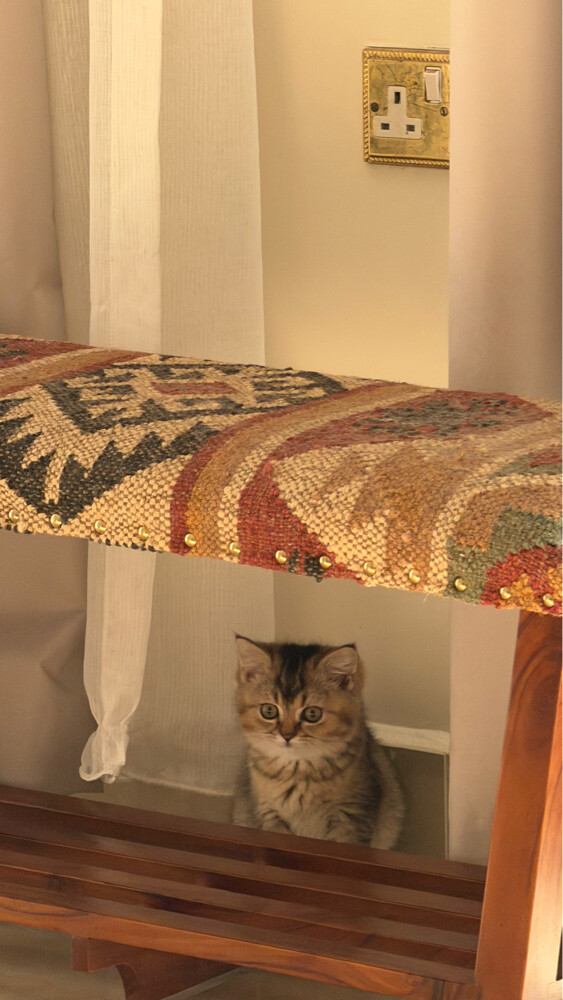 lulu - 2