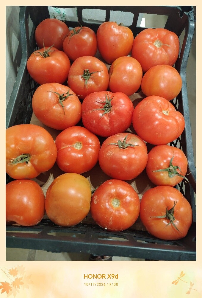 tomato jordan round 6.5kg - 1