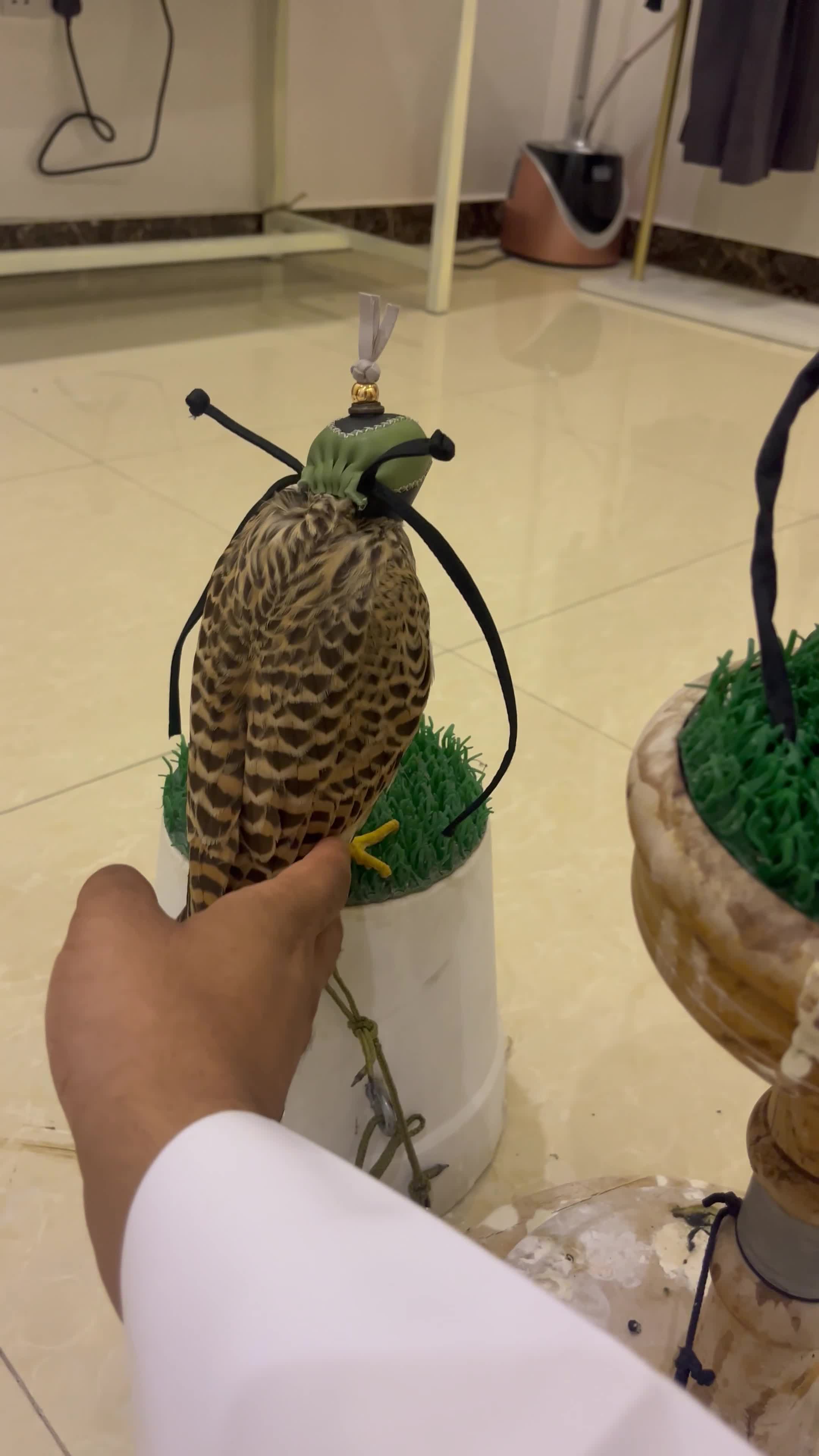 شبوط شرياص - 2