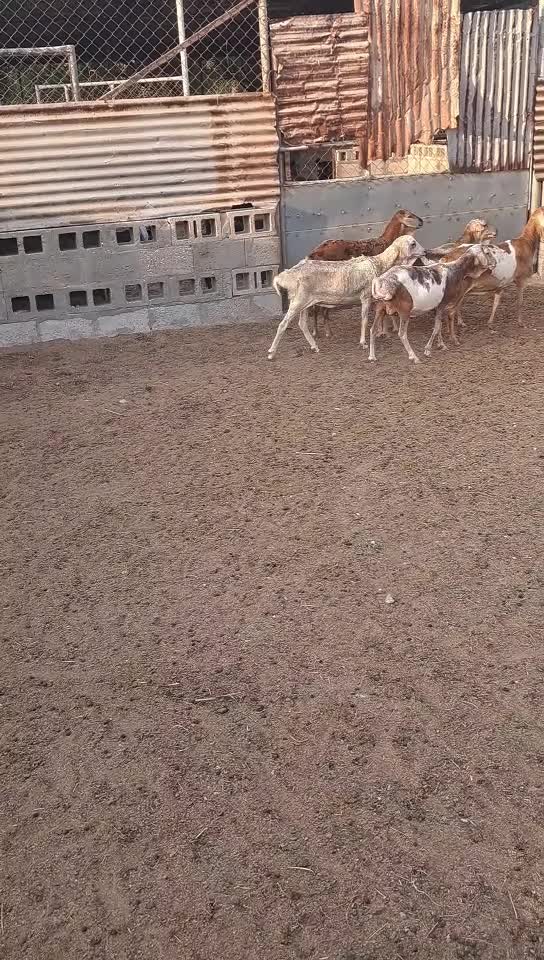 شويهات برابر - 1