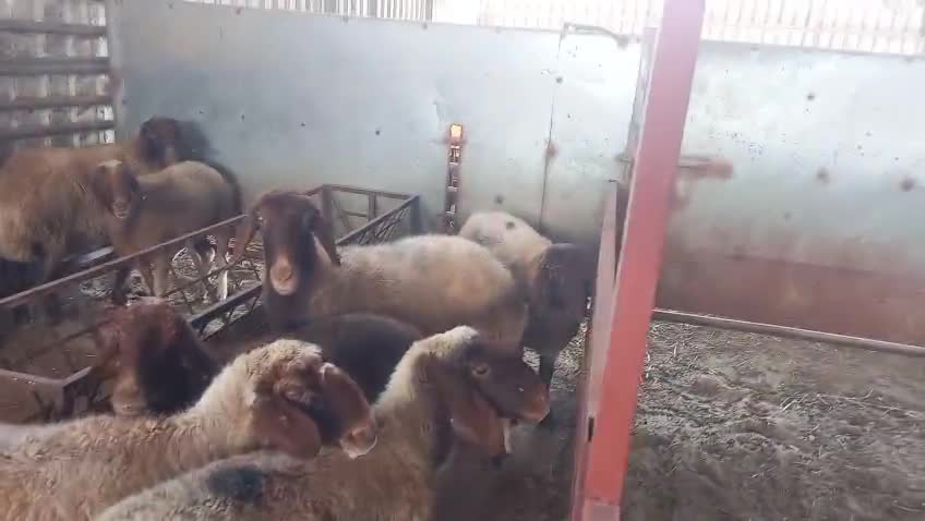 شوهات للبيع - 1