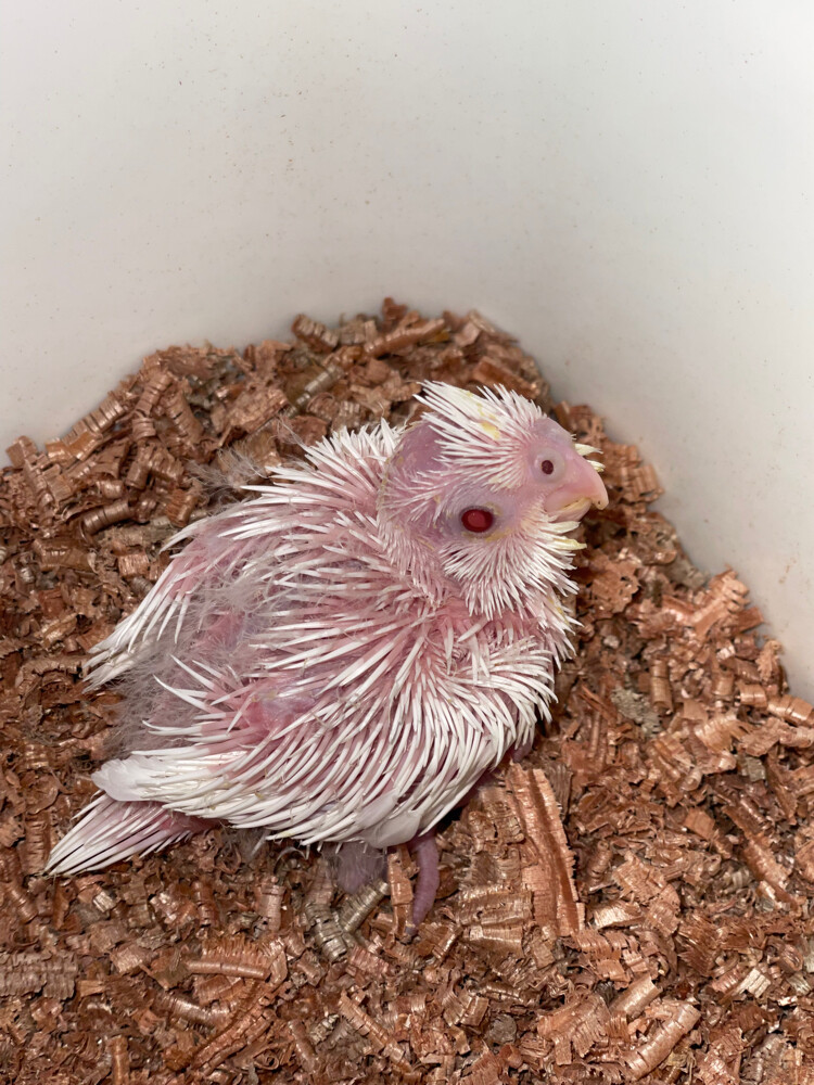 albino red eye cocktail  - 1