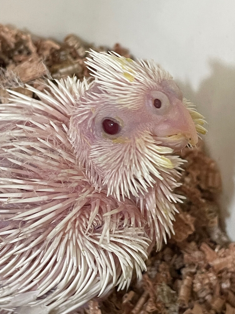 albino red eye cocktail  - 3