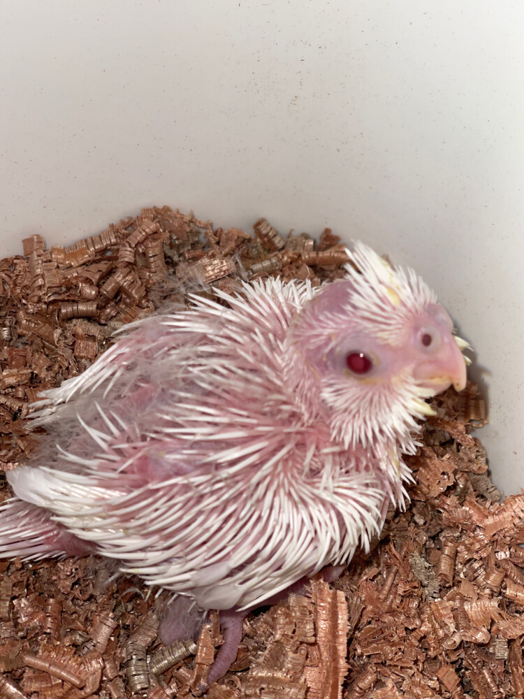 albino red eye cocktail  - 2