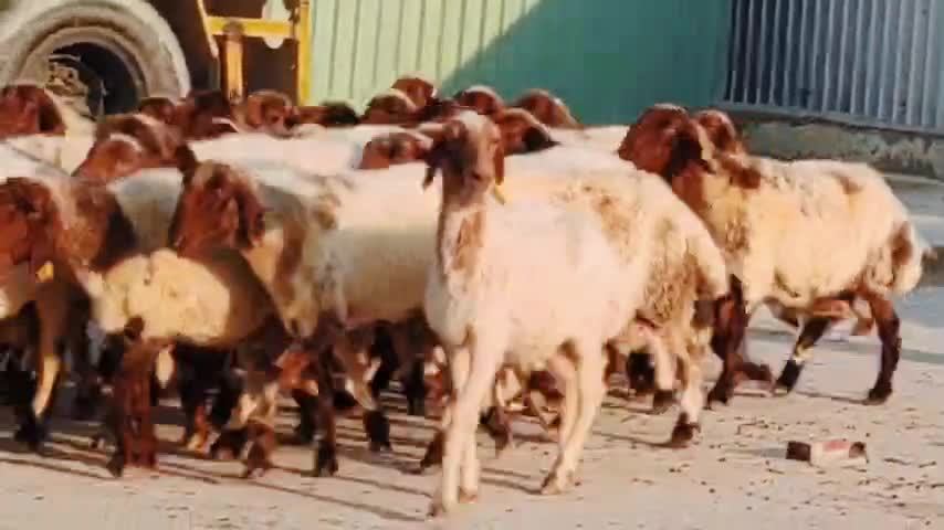 للبيع شويهات سوريه - 1