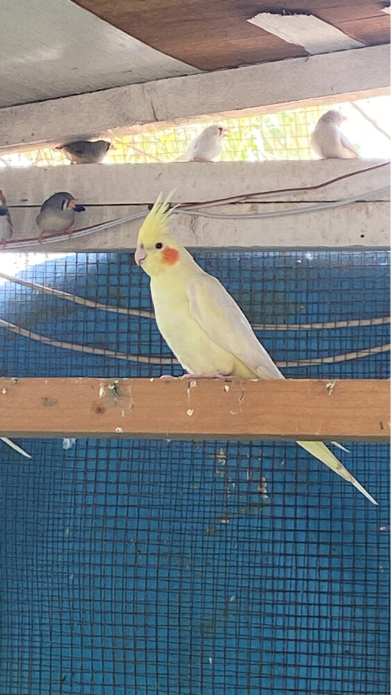 للبيع - 2