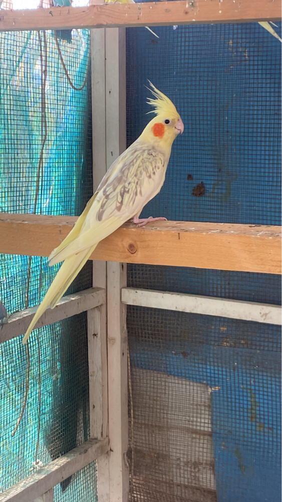 للبيع - 3