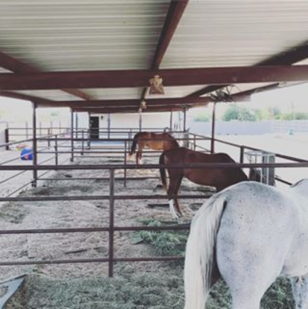 Horse stable 12x15 - 1