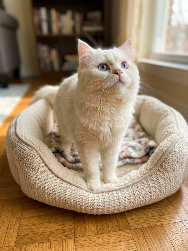 long hair scotch cat - 1