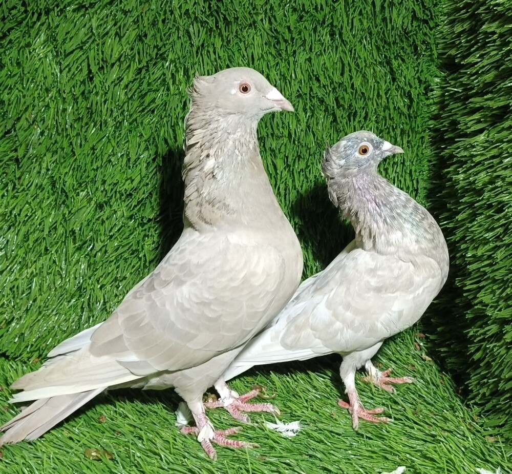 Fancy Zagel pair - 3