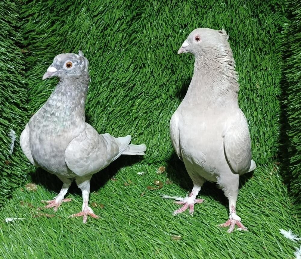 Fancy Zagel pair - 2