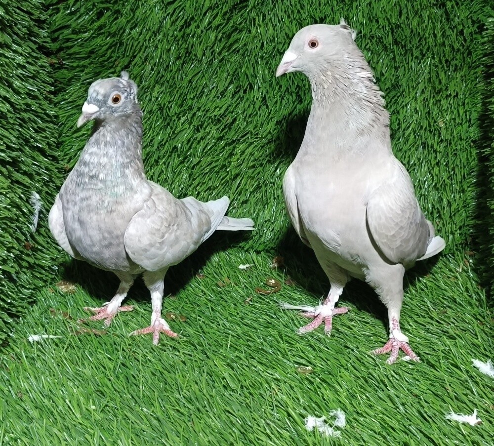 Fancy Zagel pair - 1