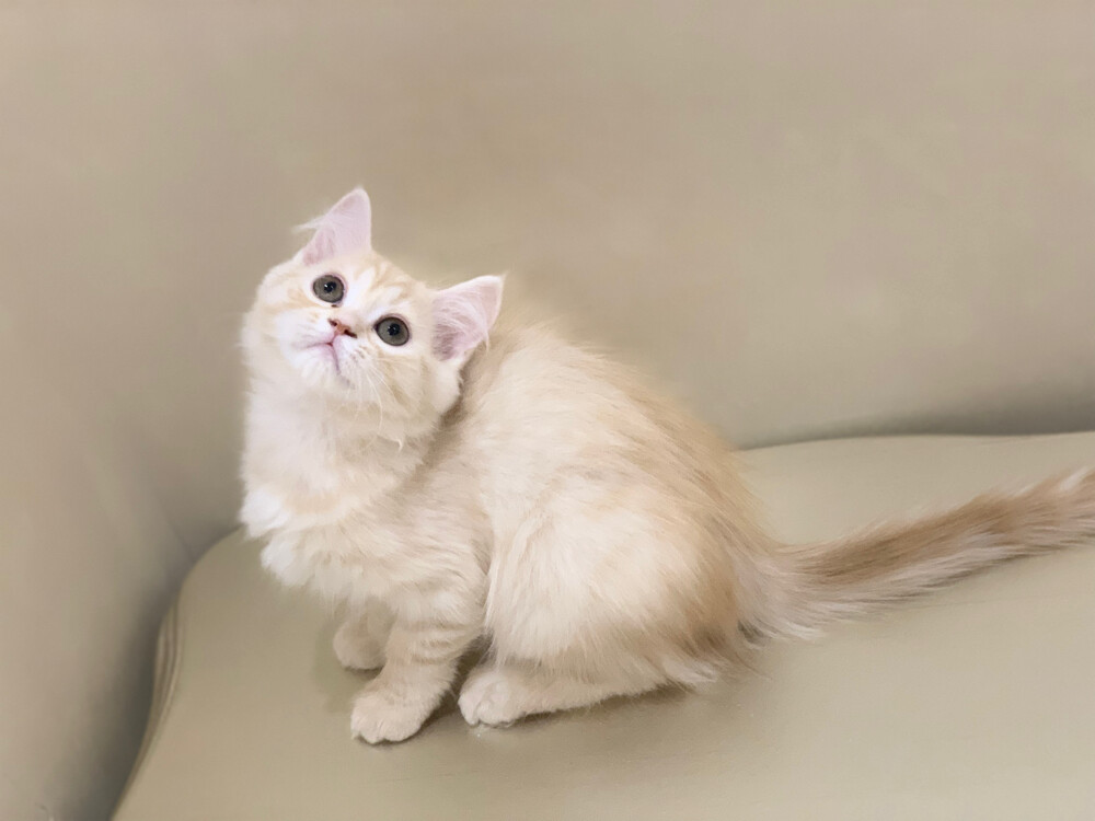 Siberian Shirazi kitten female - 2