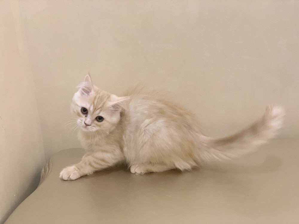 Siberian Shirazi kitten female - 1