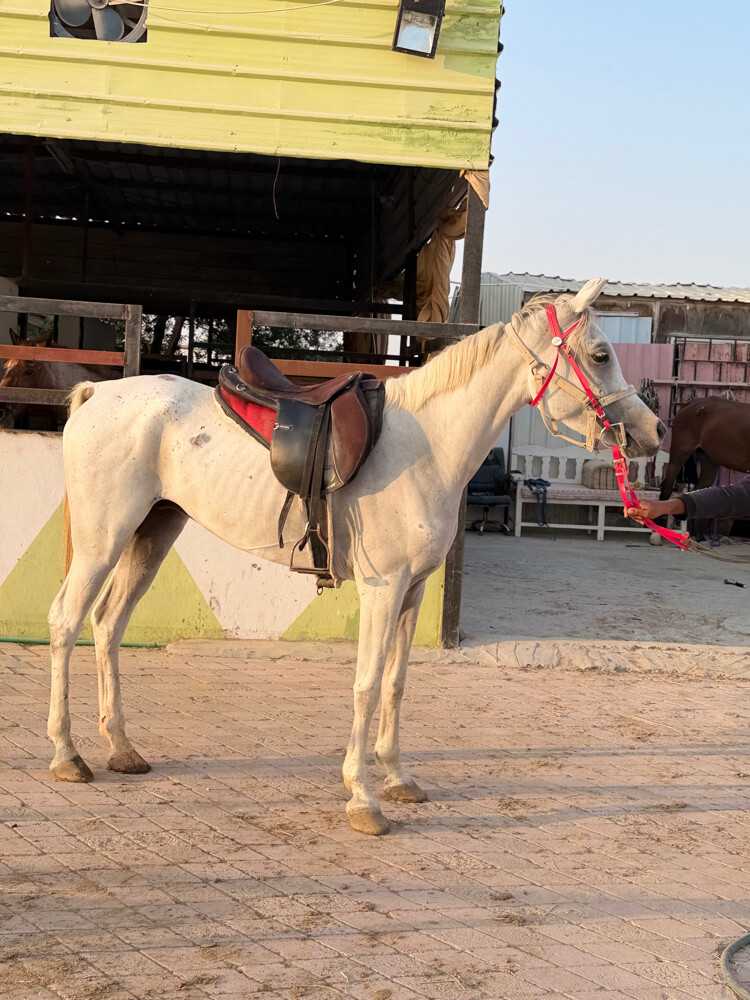 حصان عربي خصي  معسوف طوع  - 1