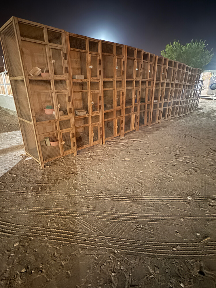 Pigeon cage - 2