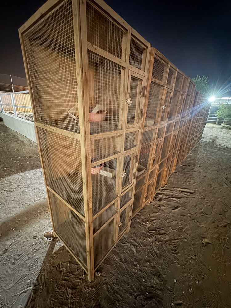 Pigeon cage - 3