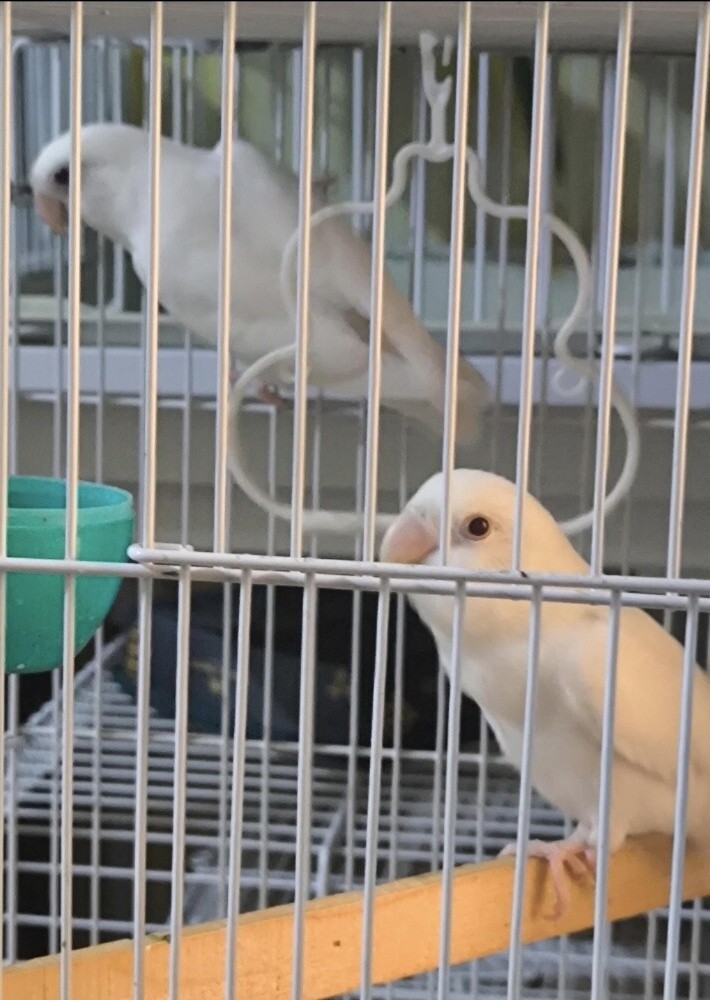 للبيع زوج منتج 550 - 2