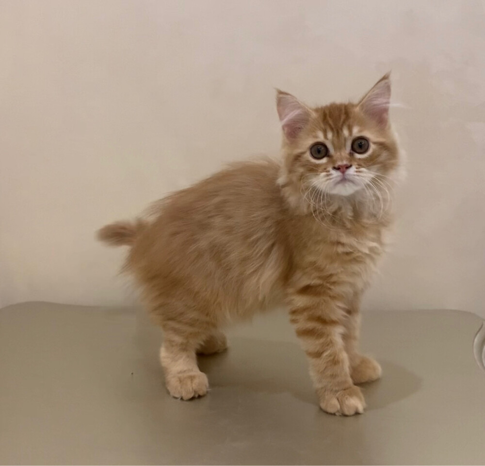 Siberian male kitten  - 4