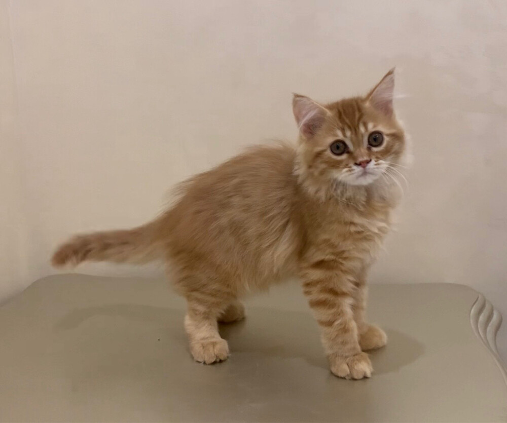 Siberian male kitten  - 3