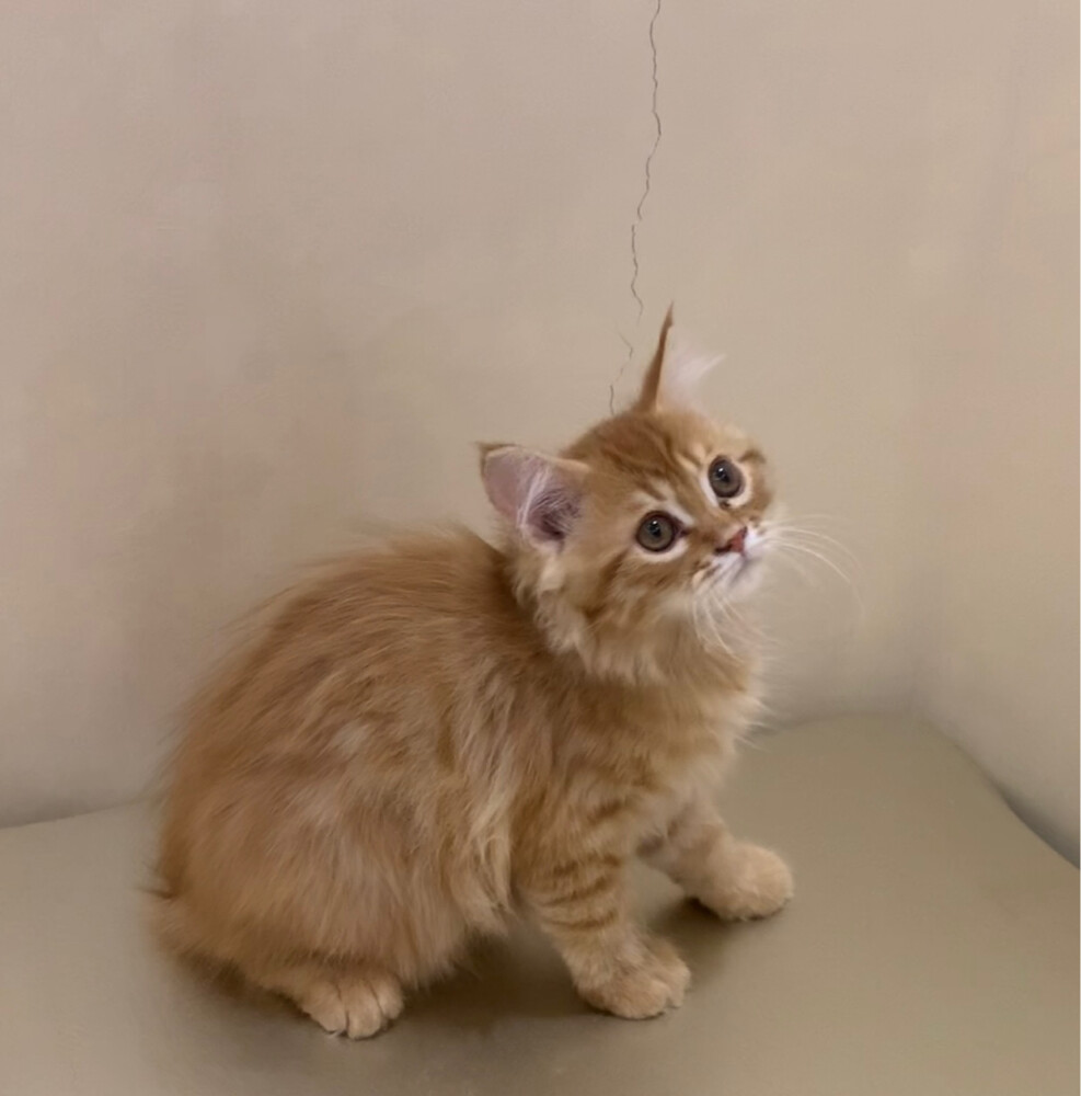 Siberian male kitten  - 2