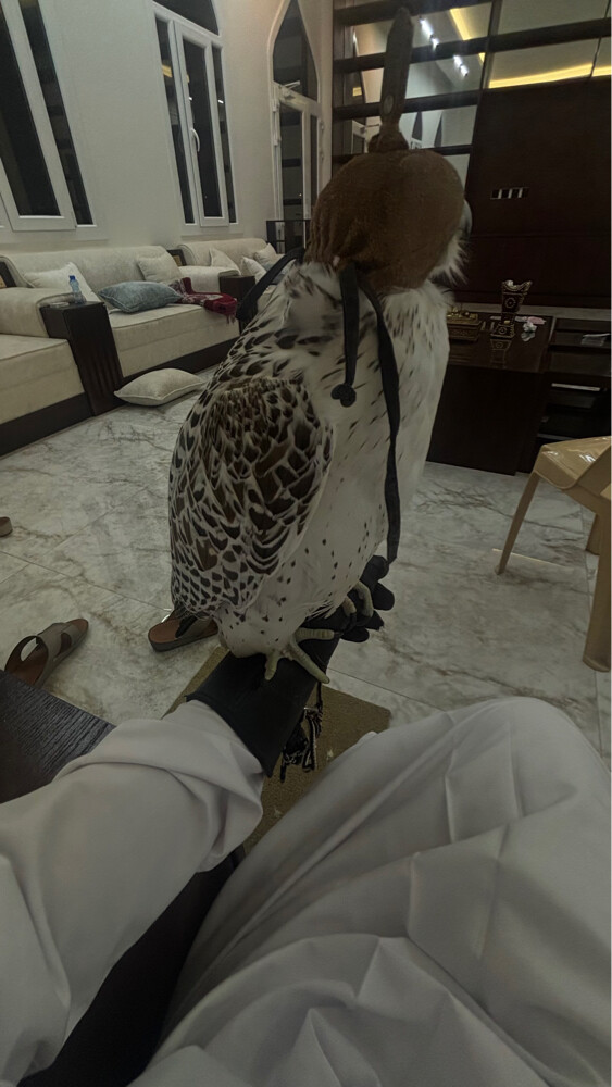 جير بيور - 2