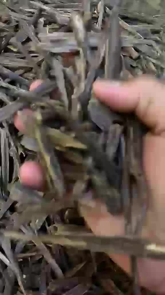 سيوفي في اي بي - 1