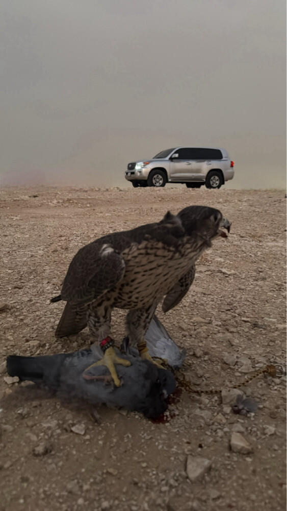جير شاهين - 3