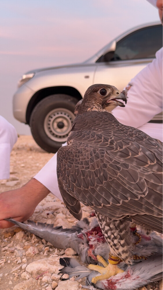 جير شاهين - 5