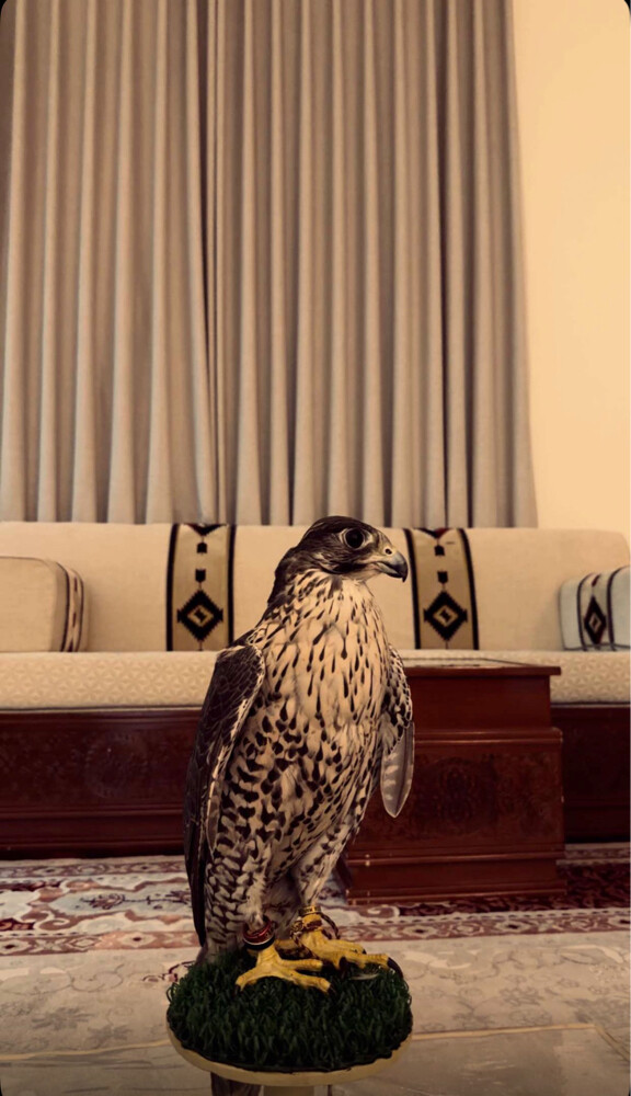 جير شاهين - 1
