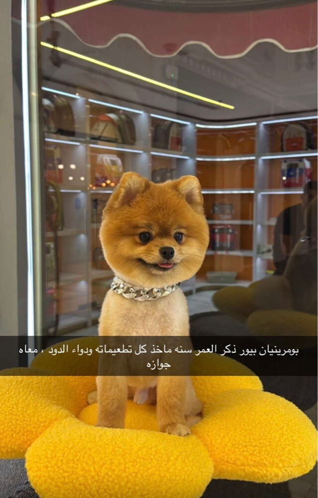 زايد  - 2
