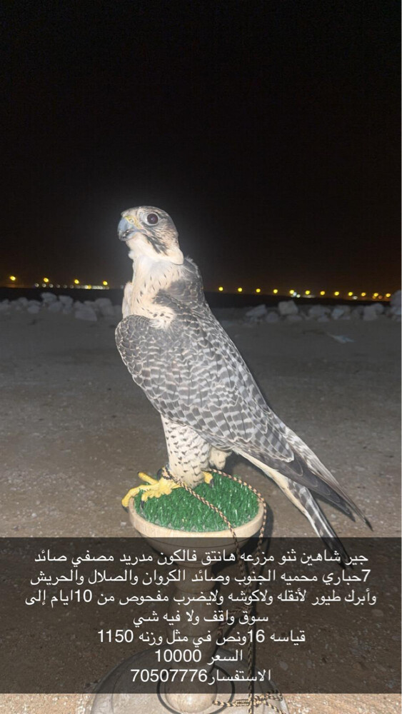 جير شاهين  - 1