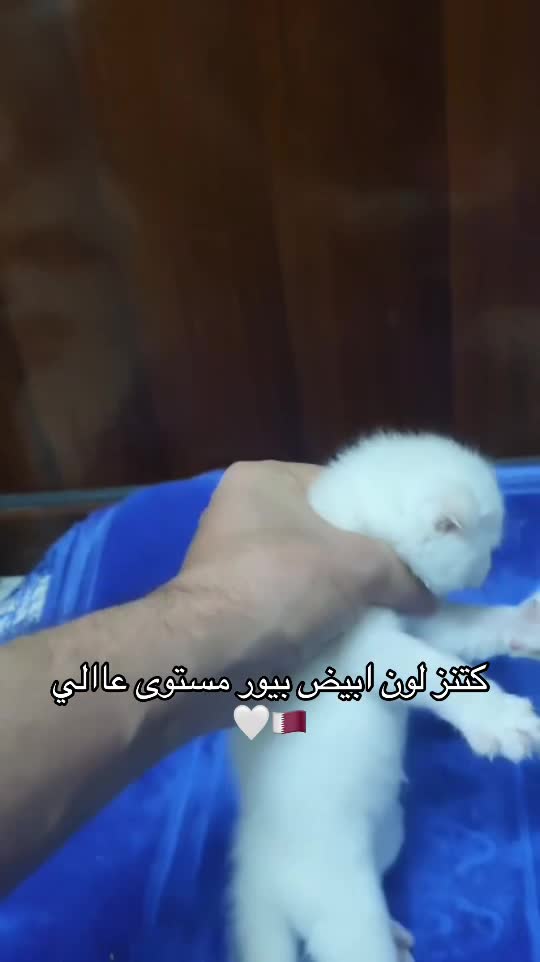 كتنز لون ابيض بيو سكوتش فولد بيور - 2