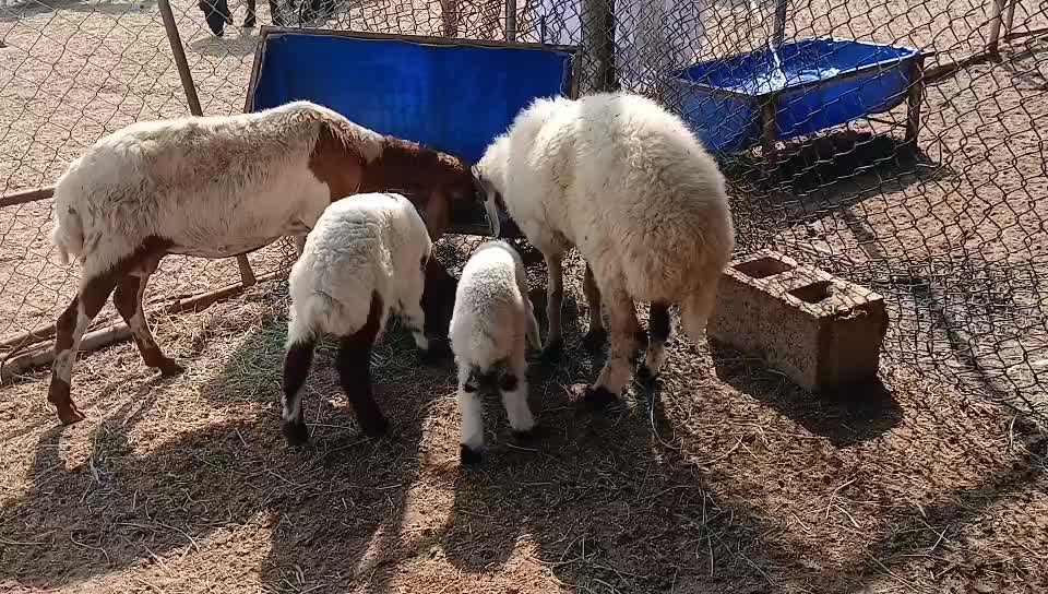 للبيع شوهات واليد مشكله - 1