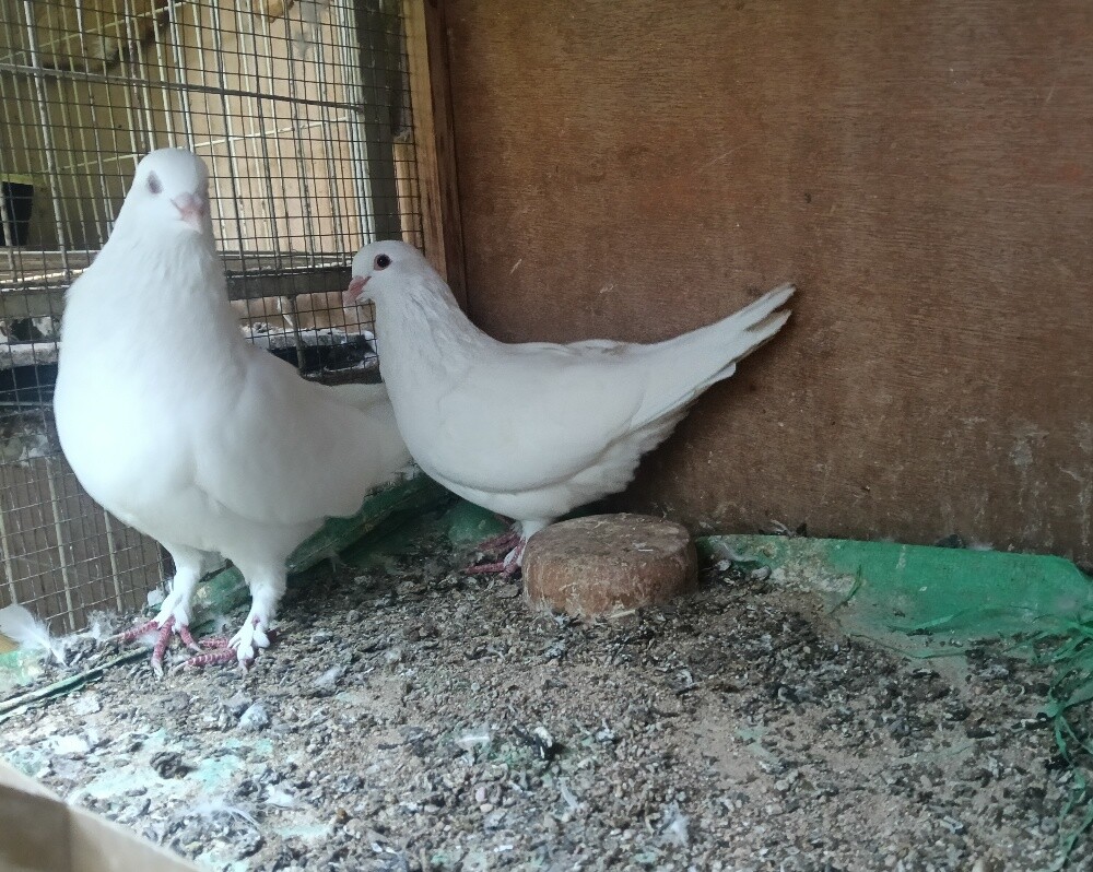 laham jumbo breeding pair - 1