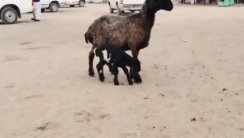 للبيع شاة عربيه وليد طيبه - 1
