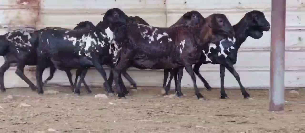 للبيع شويهات بربر طيبه - 1