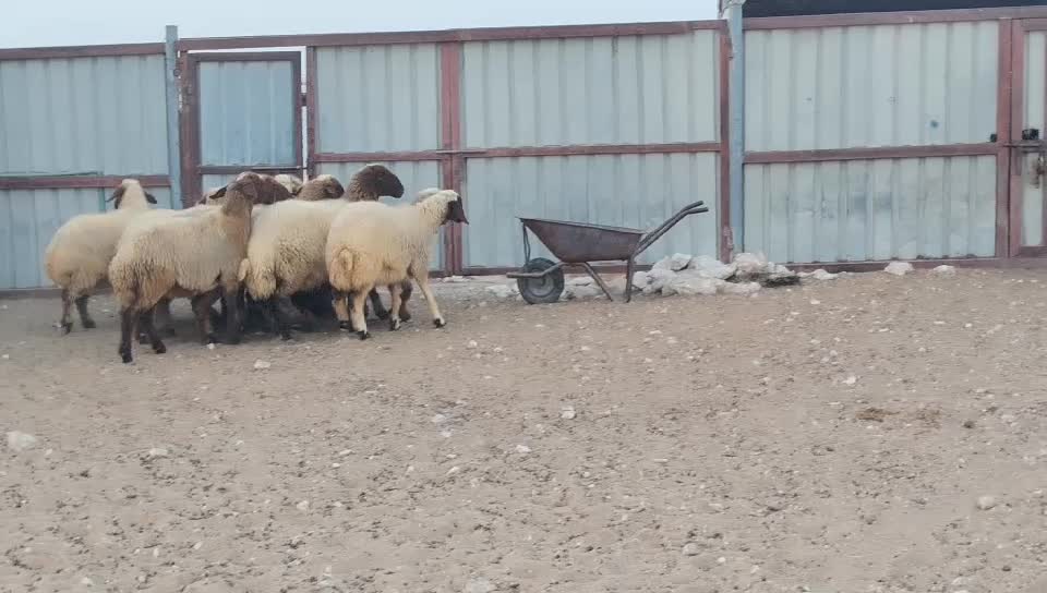 للبيع رخال سوريه طيبه اباكير - 2